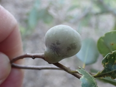 Heteroecus pacificus