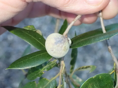 Heteroecus pacificus