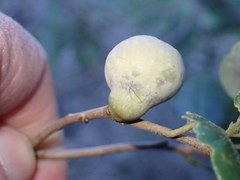 Heteroecus pacificus