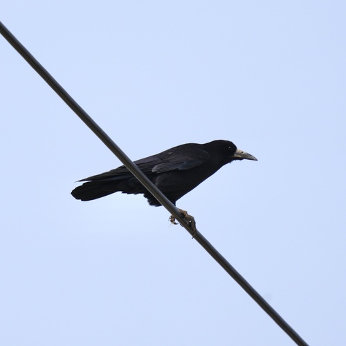 Rook