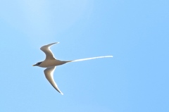 Phaethon lepturus dorotheae