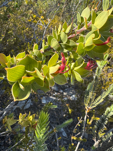 Adenanthos venosus (Adenanthos venosus)