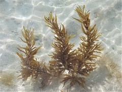 Sargassum filipendula