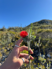 (c) Tyler Anthony, some rights reserved (CC BY) Melaleuca velutina, photograph (c) Tyler Anthony, some rights reserved (CC BY)