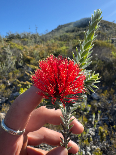 Barrens Regelia (Melaleuca velutina)