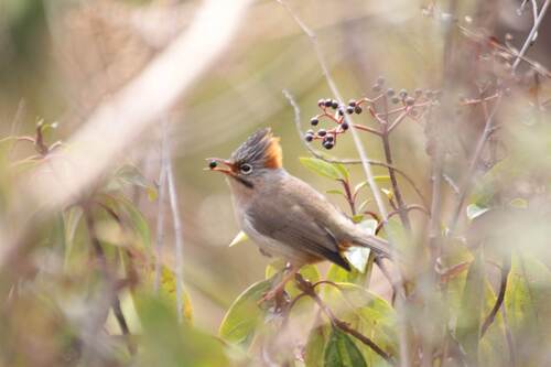 Rufous-vented Yuhina (Yuhina occipitalis), photo 6
