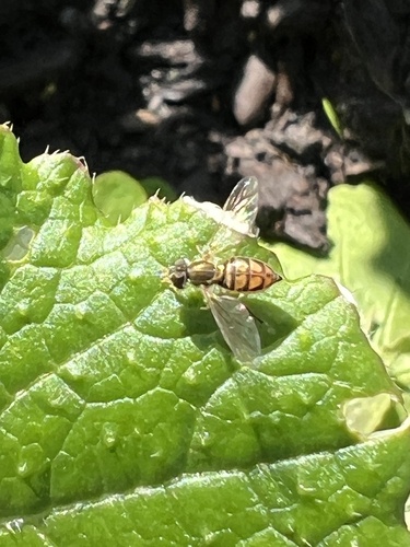 Unknown species found near Lester St, Houston, TX, US