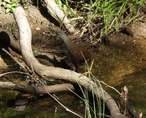 Plain Bush-hen (Amaurornis olivacea)