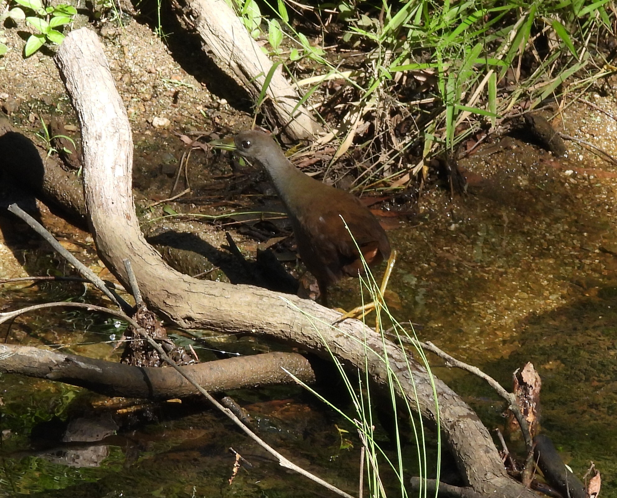 Plain Bush-hen (Amaurornis olivacea), photo 1