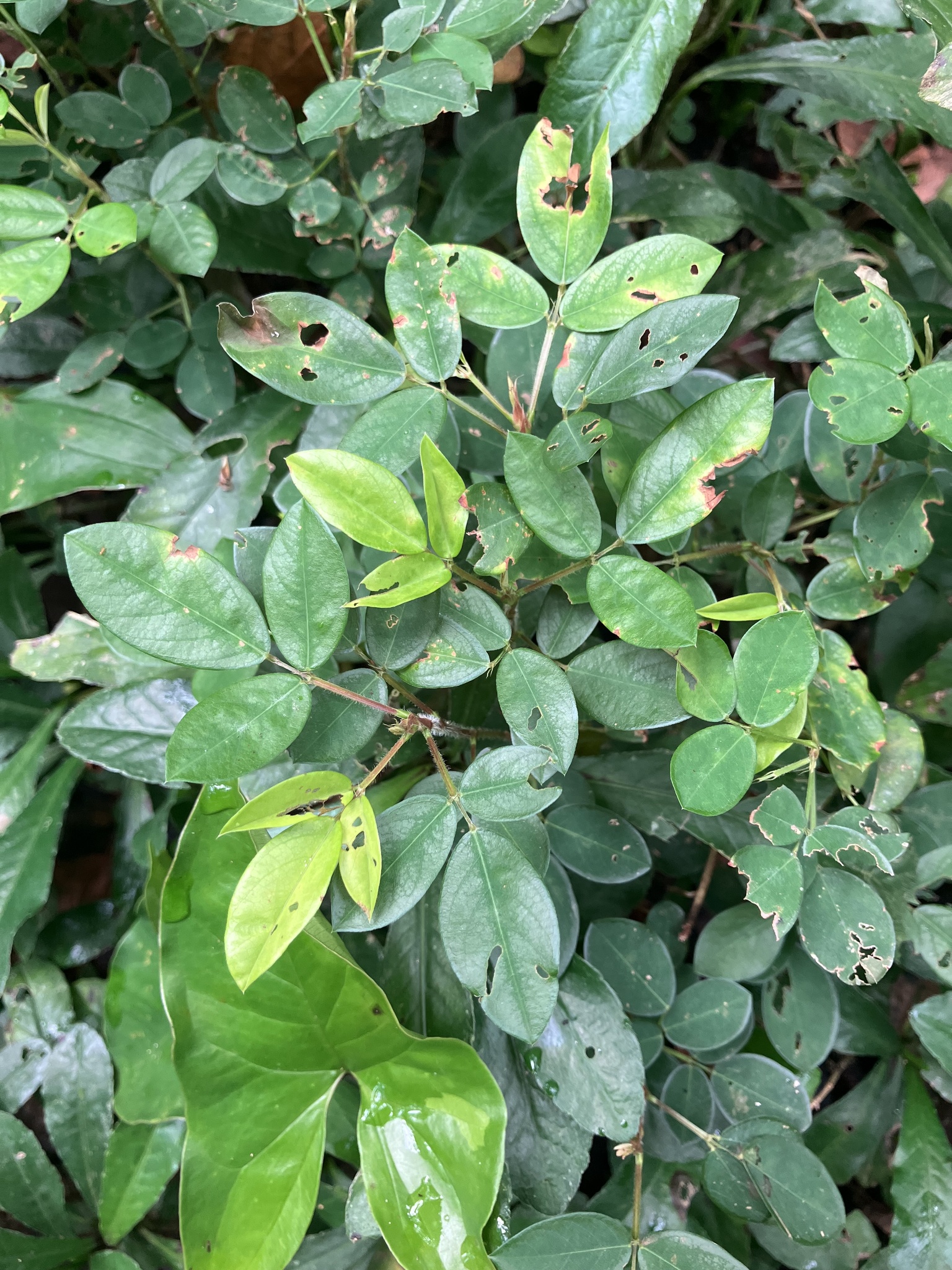 Creeping beggarweed