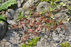 Glinus oppositifolius