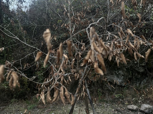 Zhejiang hop-hornbeam