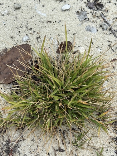 Lepturus repens observed 2026-01-25