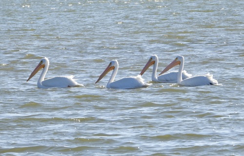 American White Pelican photographed in Florida