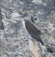 Sula nebouxii nebouxii