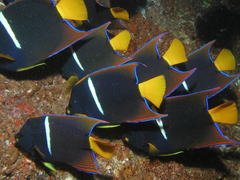 King Angelfish photo 5