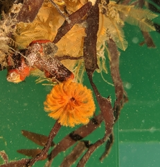 Eudistylia polymorpha