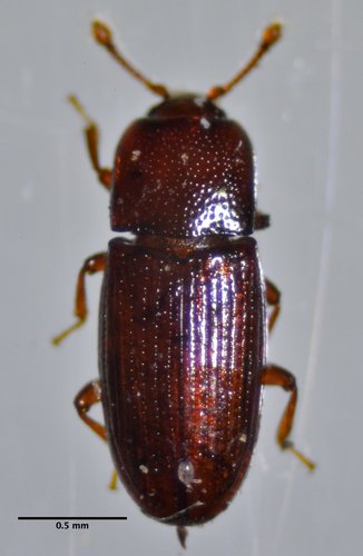 Cerylon unicolor photo 3