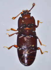 Cerylon unicolor