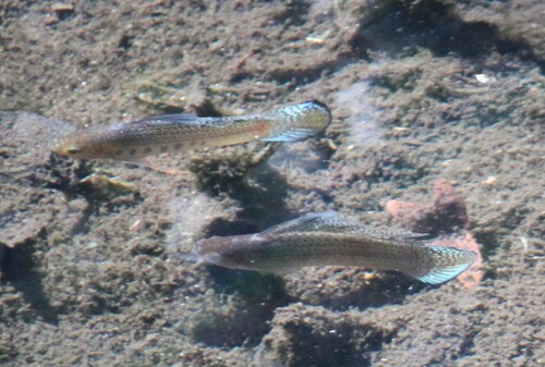 Molly Sailfin