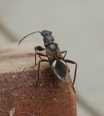 Daerlac cephalotes