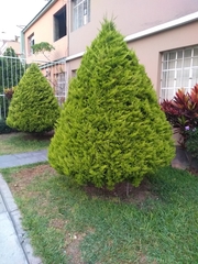 Platycladus orientalis