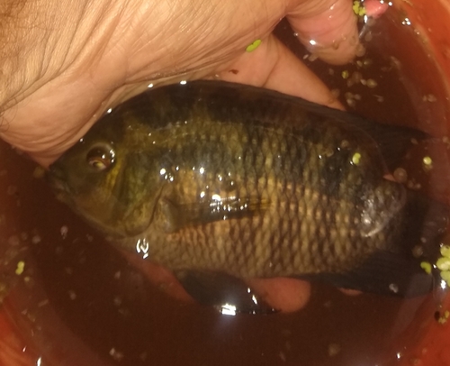 Kameleon-cichlide (Australoheros facetus) — Cichlidae — 2