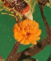 Eudistylia polymorpha