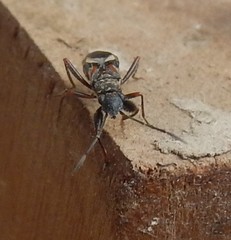 Daerlac cephalotes