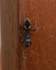 Daerlac cephalotes
