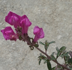 Antirrhinum majus