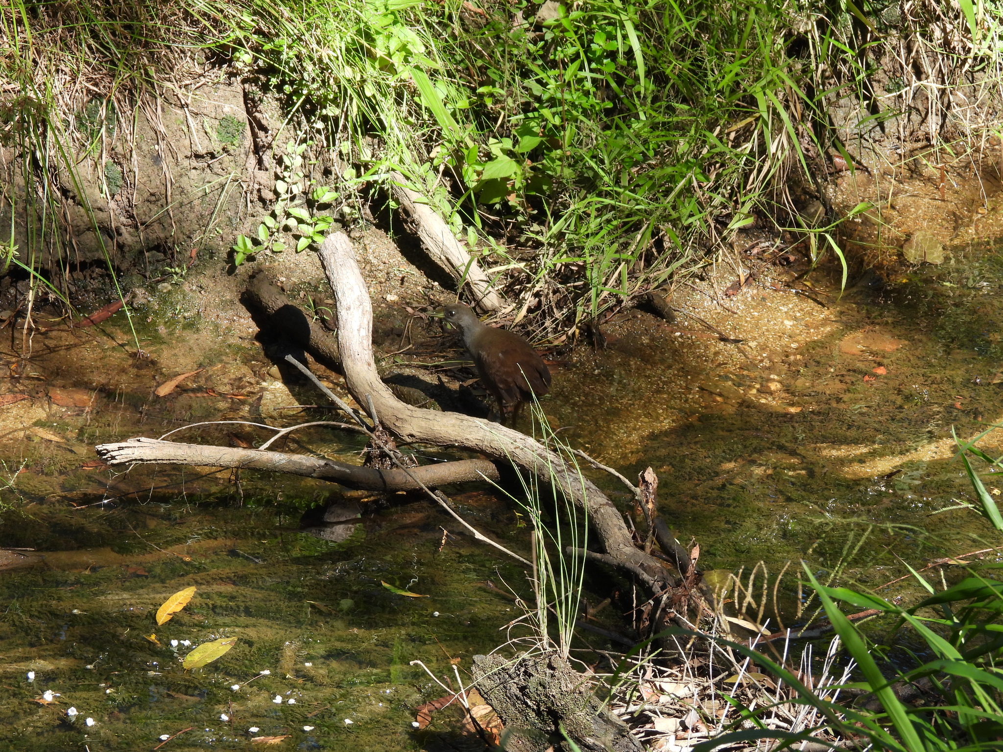 Plain Bush-hen (Amaurornis olivacea), photo 2