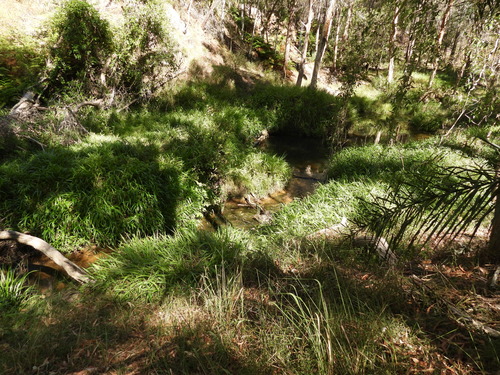 Plain Bush-hen (Amaurornis olivacea), photo 6