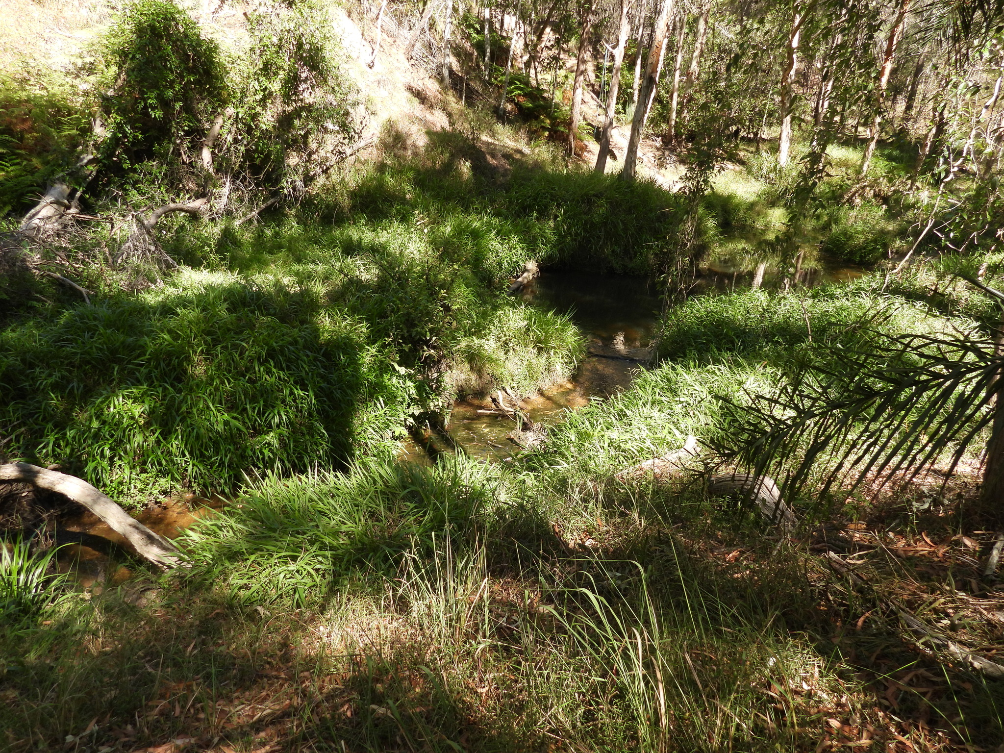 Plain Bush-hen (Amaurornis olivacea), photo 7