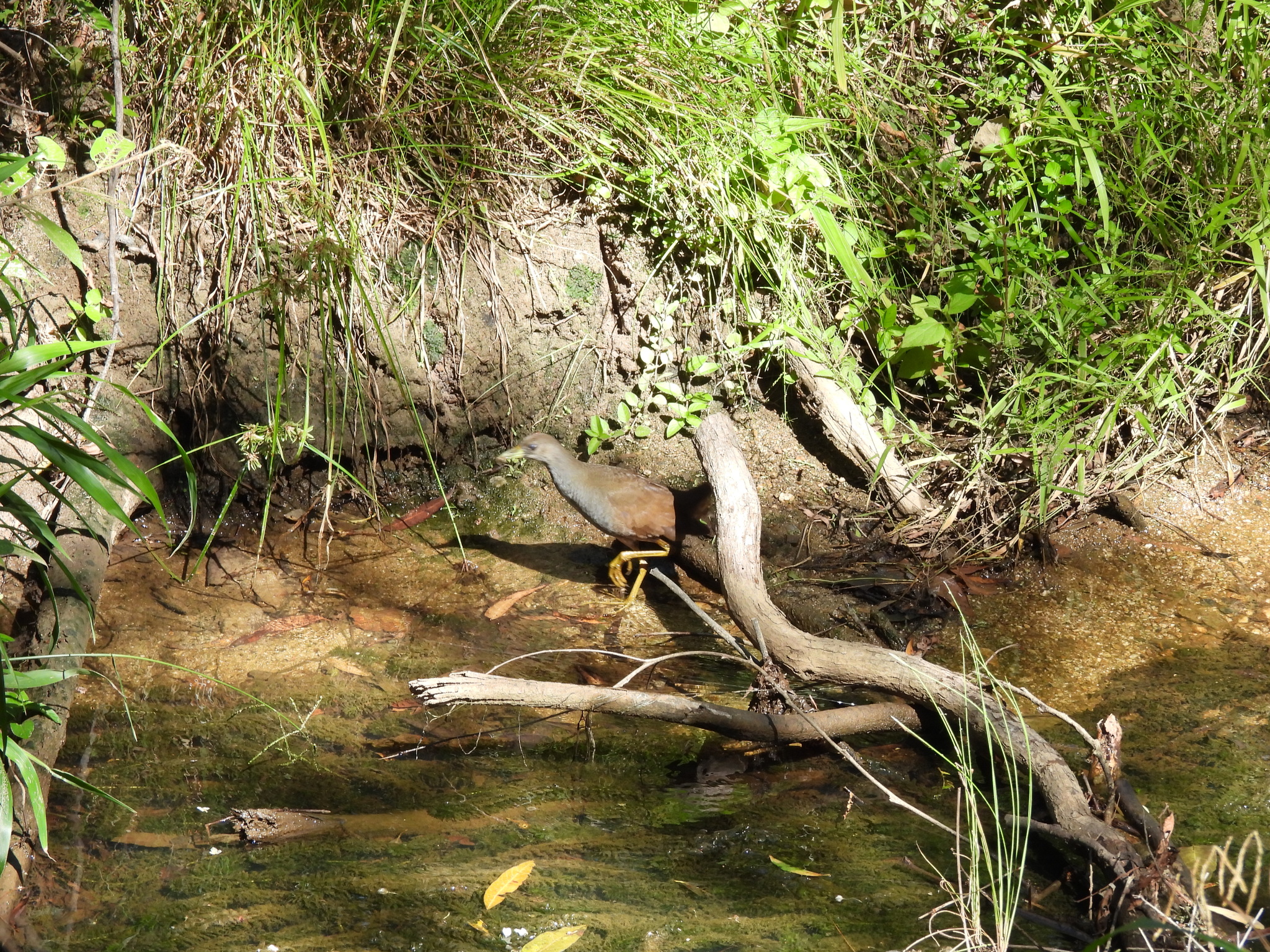 Plain Bush-hen (Amaurornis olivacea), photo 8