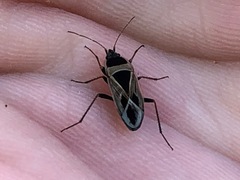 Xanthochilus saturnius