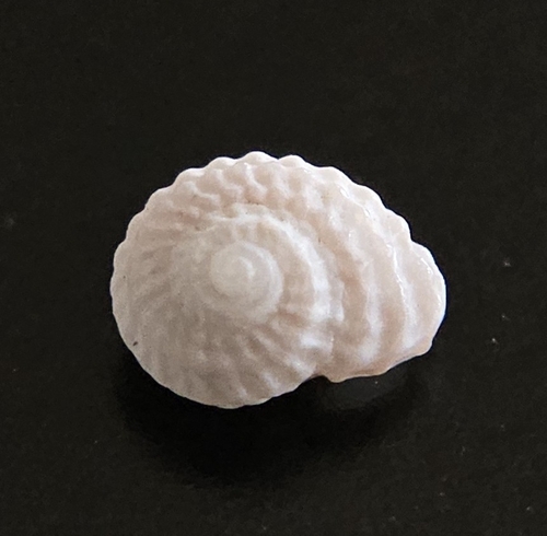 Pseudoliotia micans observed 2026-02-06