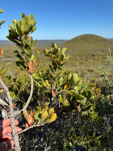 Banksia lemanniana, photograph 5