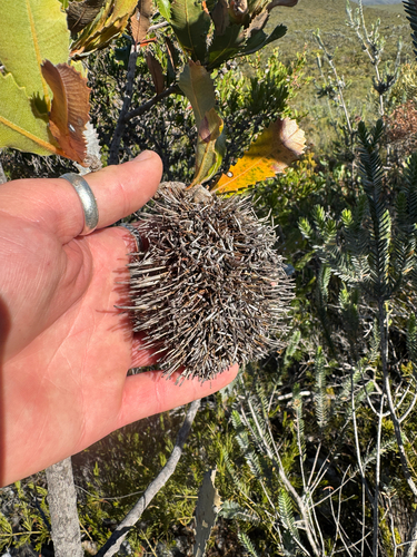 Banksia lemanniana, photograph 4
