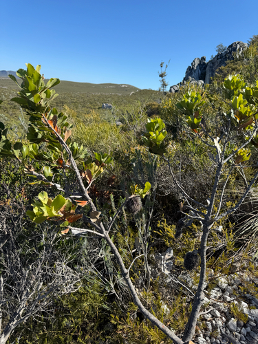 Banksia lemanniana, photograph 6
