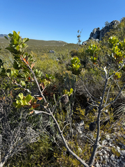 Banksia lemanniana, photograph (c) Tyler Anthony, some rights reserved (CC BY)