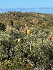 Banksia speciosa, photograph (c) Tyler Anthony, some rights reserved (CC BY)