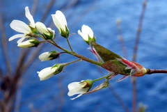 Amelanchier canadensis