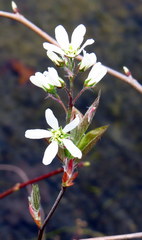Amelanchier canadensis