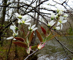 Amelanchier canadensis
