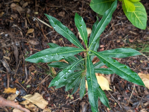 Pittosporum pentandrum observed 2026-02-07