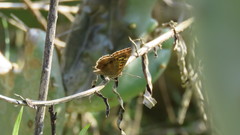 Aricoris indistincta