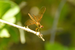 Perithemis icteroptera