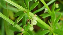 Galium verrucosum