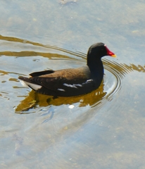 Gallinula chloropus